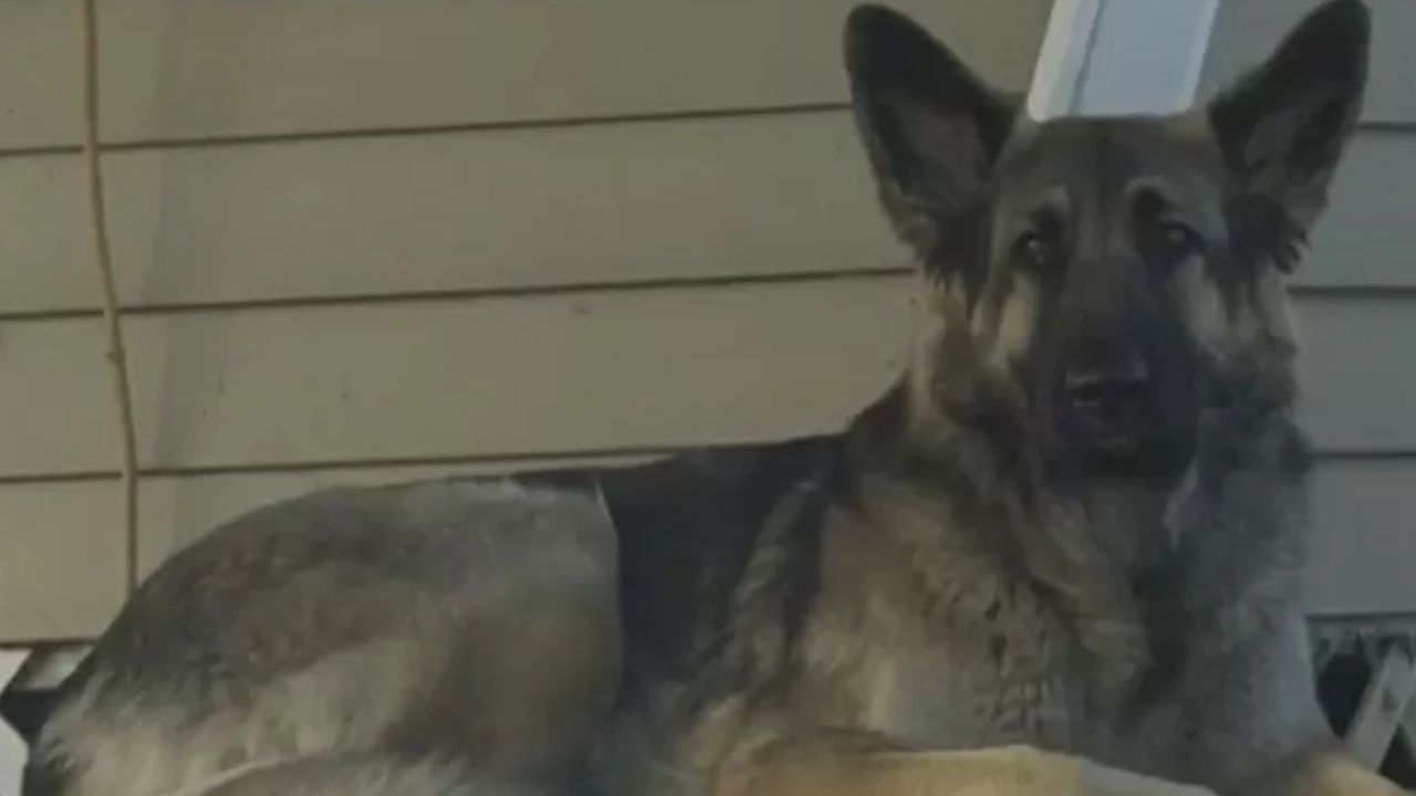 Cão ajuda polícia a encontrar dono, após acidente