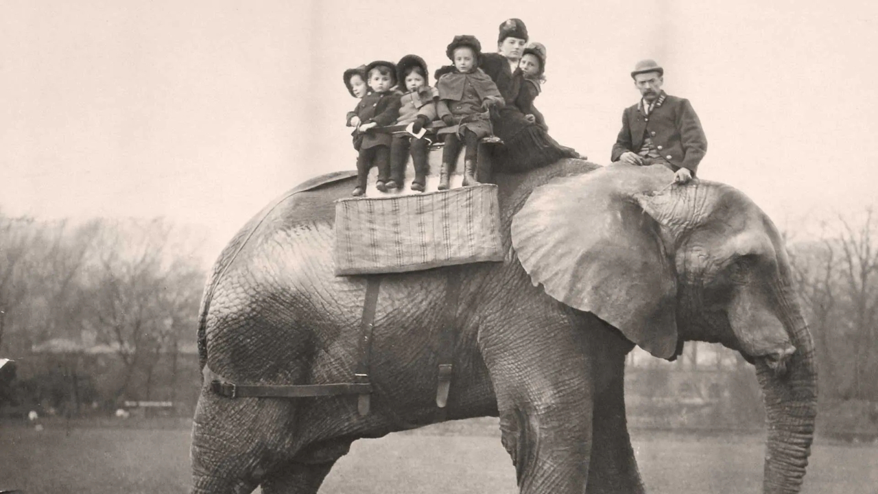 De sofrimento a herói: A terrível saga do elefante Jumbo