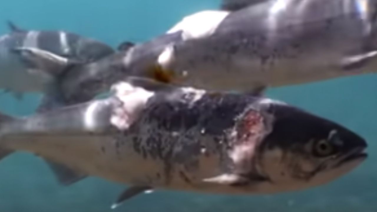 EUA: Em decorrência da forte onda de calor, peixes aparecem com queimaduras