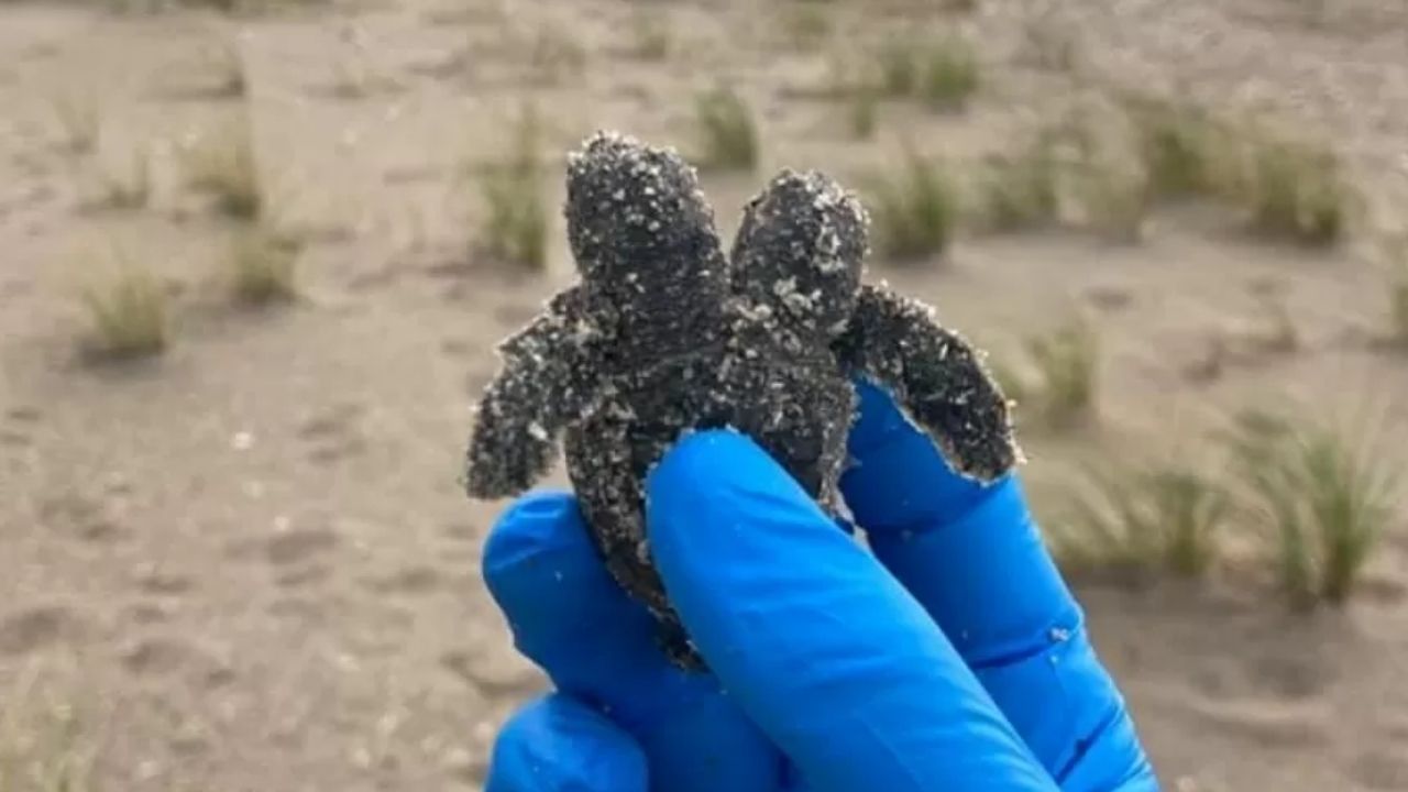 “Descoberta muito rara”: Pesquisadores encontram filhote de tartaruga com duas cabeças