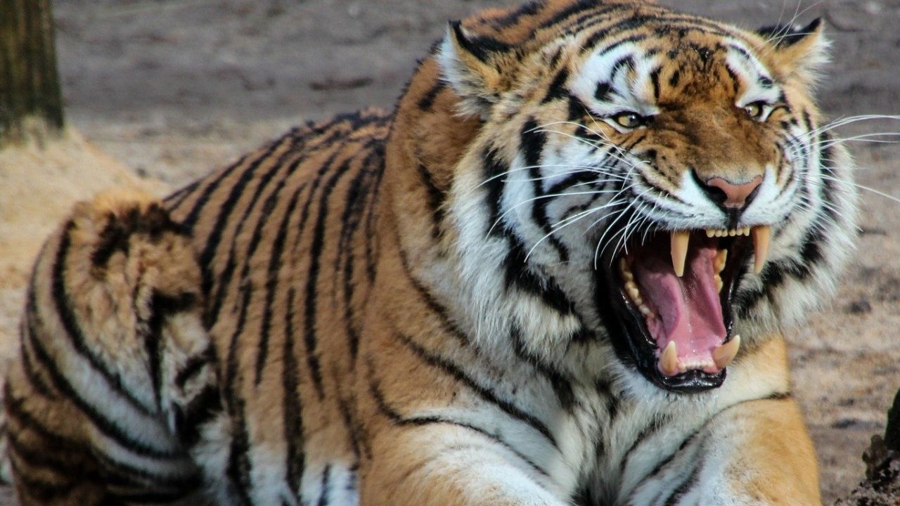 EUA: Tigre é abatido após atacar funcionário de zoológico