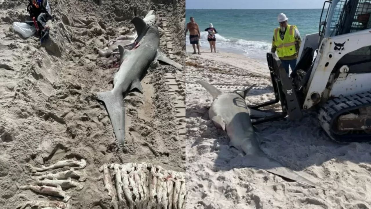 Mais lidas: Fêmea de tubarão-martelo grávida de 23 filhotes é encontrada morta em praia