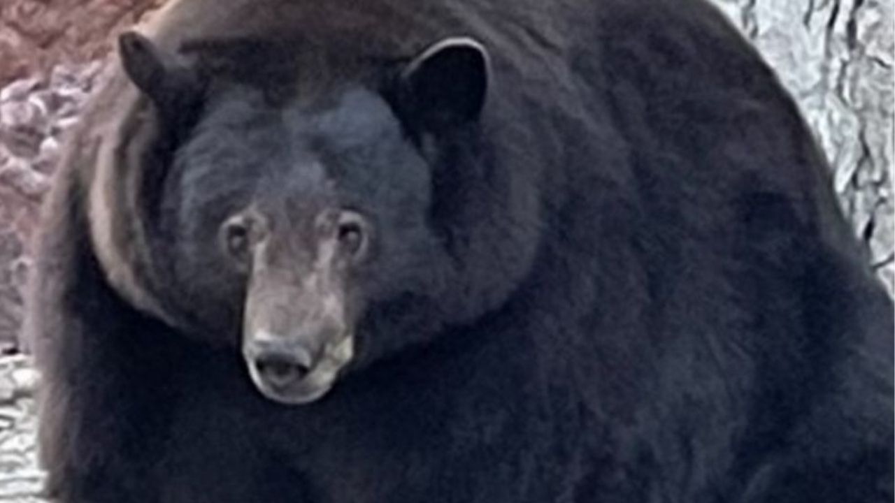 Urso gigante que invade casas é procurado pela polícia da Califórnia