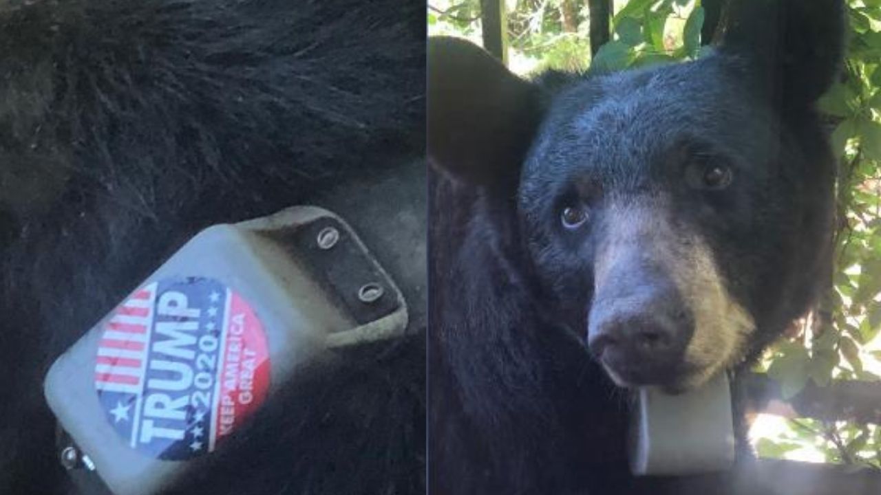 EUA: Adesivo ‘Trump 2020’ é colado em coleira de urso e causa revolta em ativistas