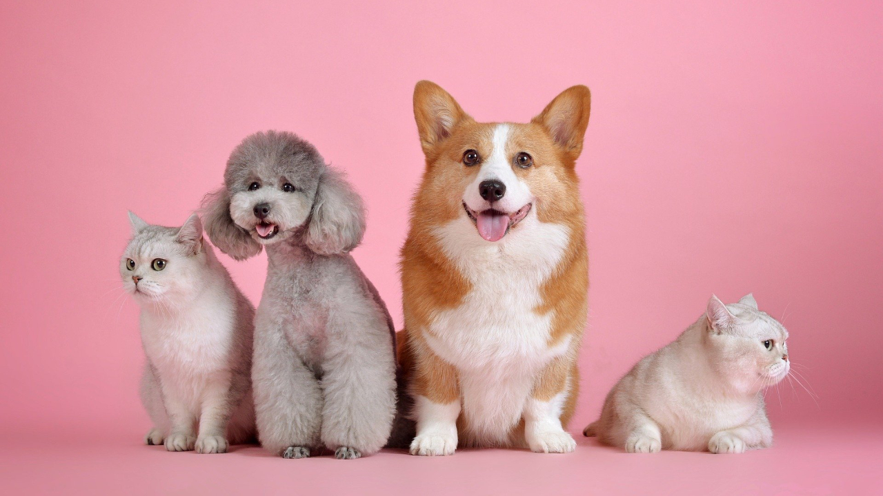 França passa lei que proíbe a venda de cães e gatos em pet shops