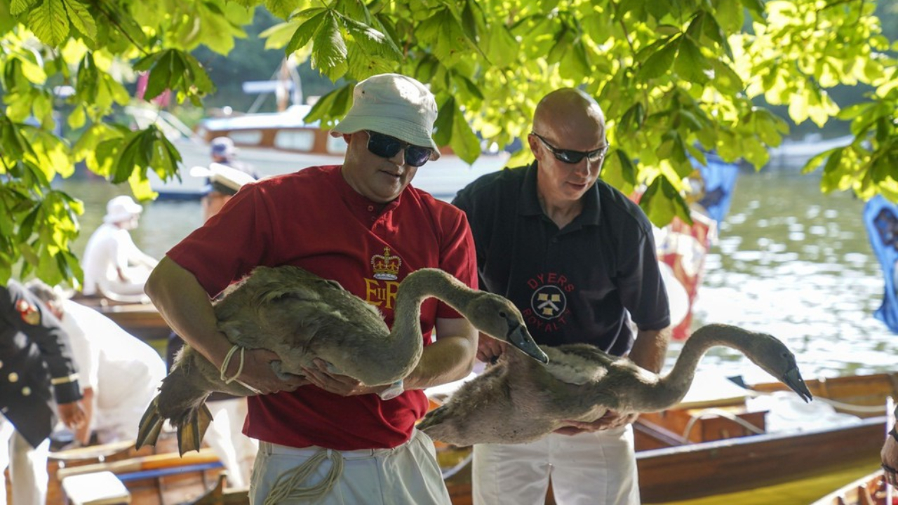 Contagem oficial de cisnes da monarquia começa no rio Tâmisa