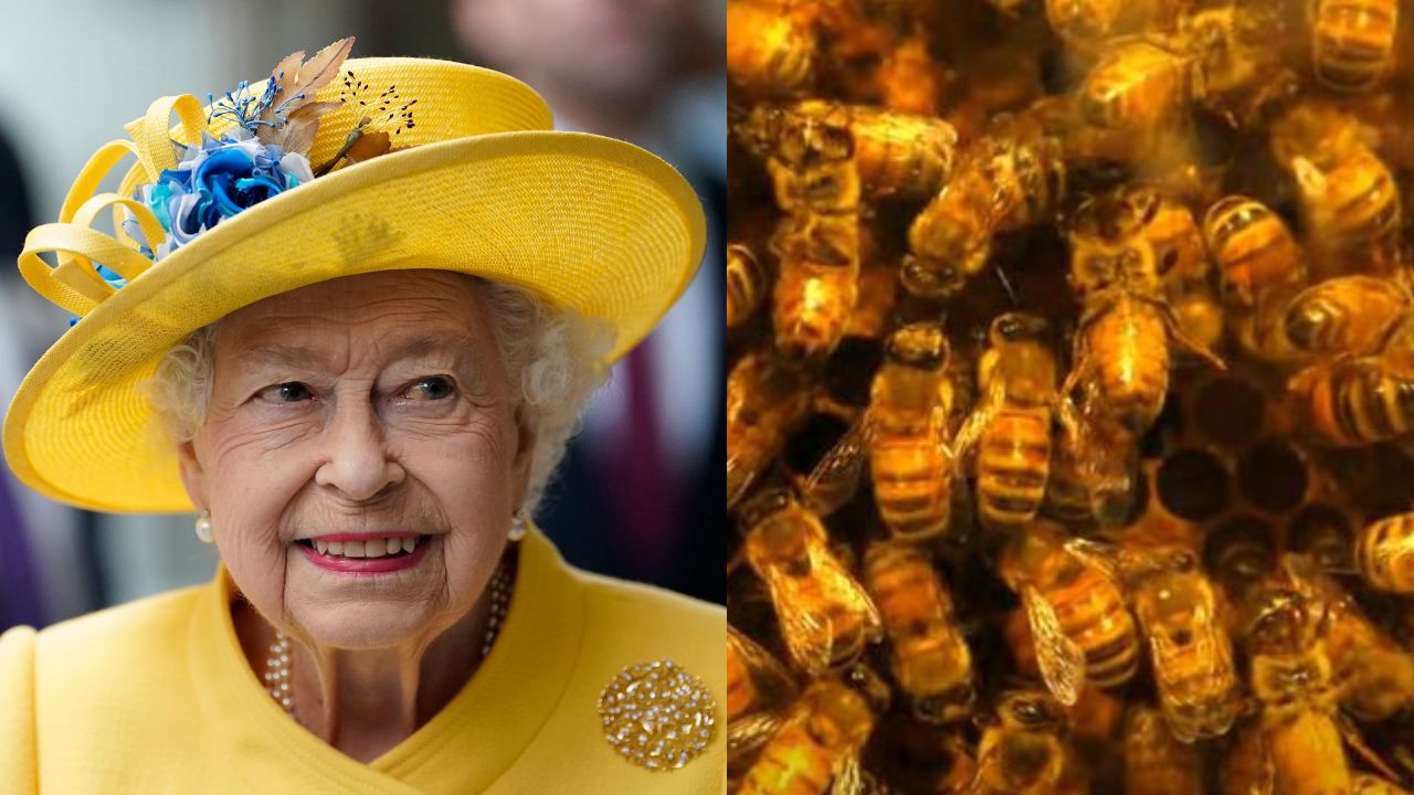 Por que as abelhas de rainha Elizabeth II foram informadas sobre sua morte?