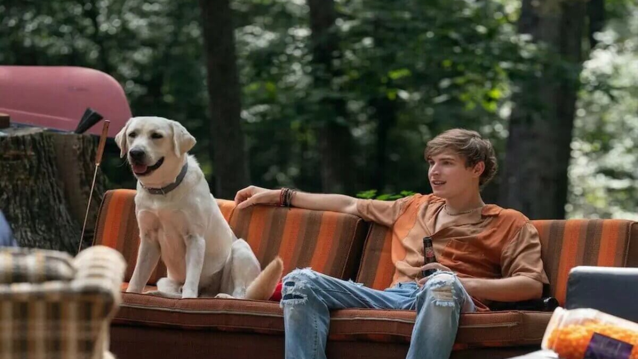 Dia Nacional dos Animais: 4 filmes que falam sobre a importância de protegê-los