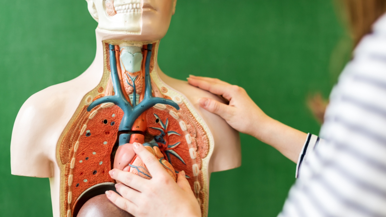 Os temas de Biologia mais cobrados nos vestibulares
