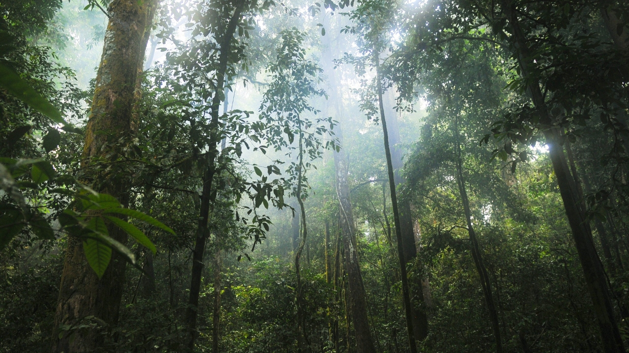 Antártida do período Cretáceo provavelmente era coberta por florestas tropicais, diz estudo