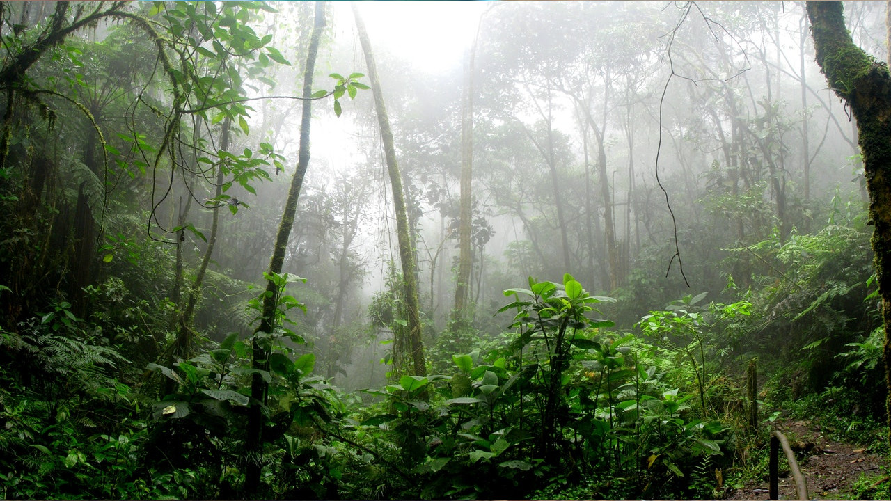 Floresta amazônica pode começar a poluir a Terra nos próximos 15 anos