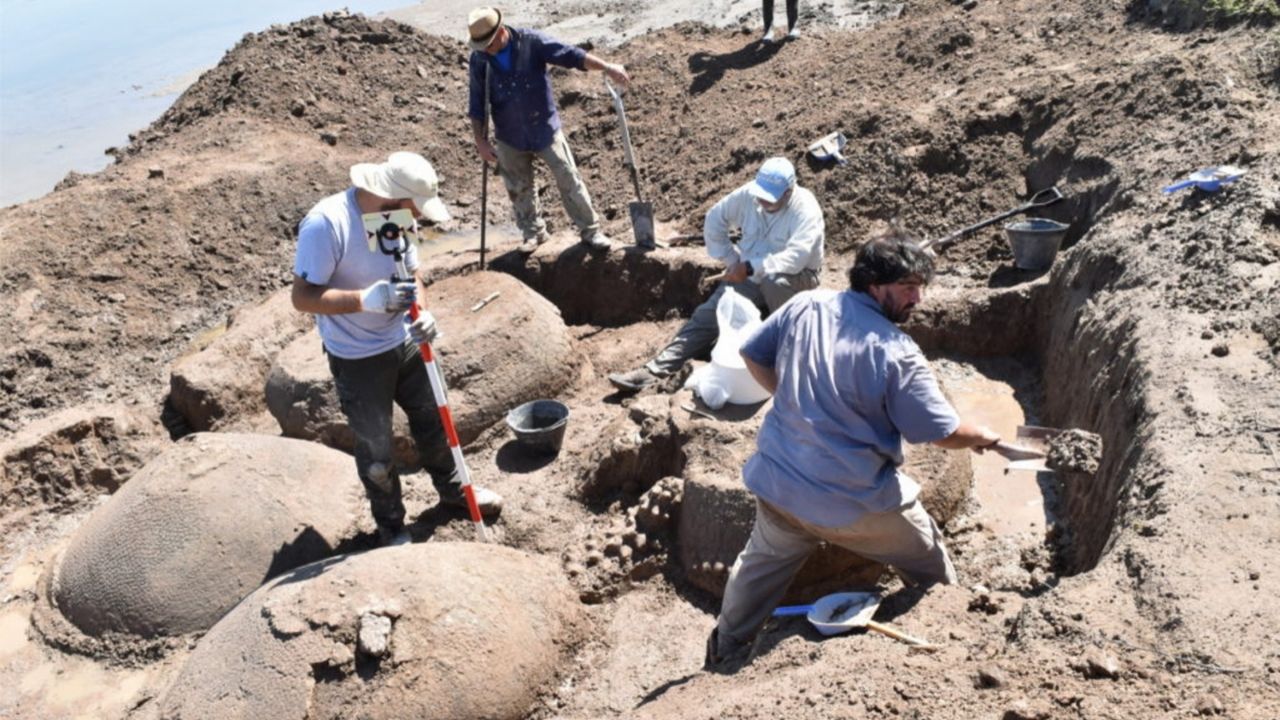 Tatus gigantes de 20 mil anos são descobertos por fazendeiro em Buenos Aires, na Argentina