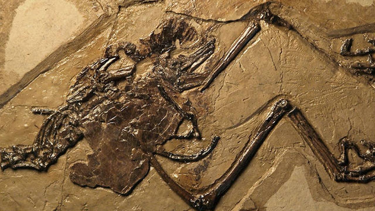 Óvulo em formação é descoberto em fóssil de pássaro antigo de 110 milhões de anos