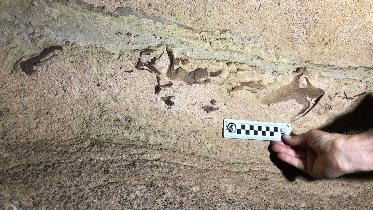 Tubarão fossilizado de 330 milhões de anos é encontrado em caverna dos Estados Unidos