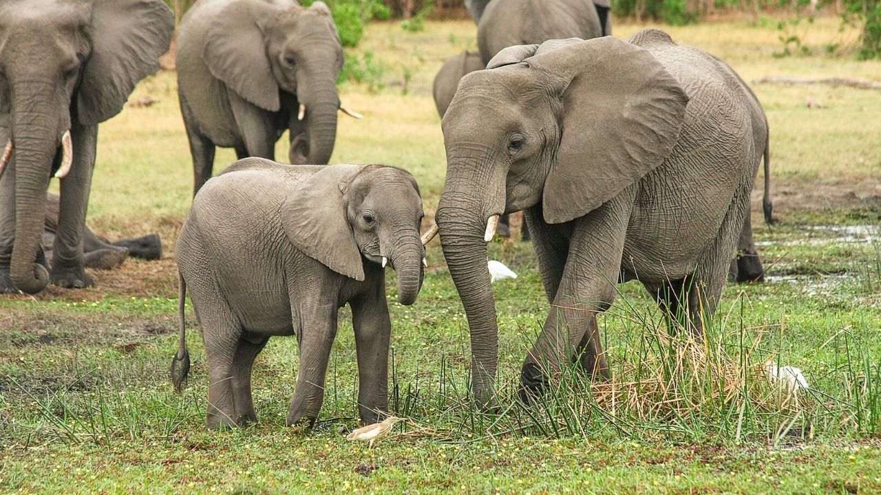 Estudo pretende descobrir se canabidiol também pode acalmar elefantes em luto