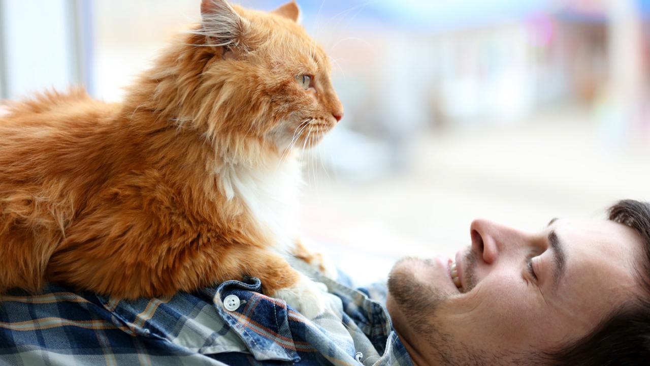 Gatos apresentam laços afetivos tanto quanto crianças e cachorros, indica estudo