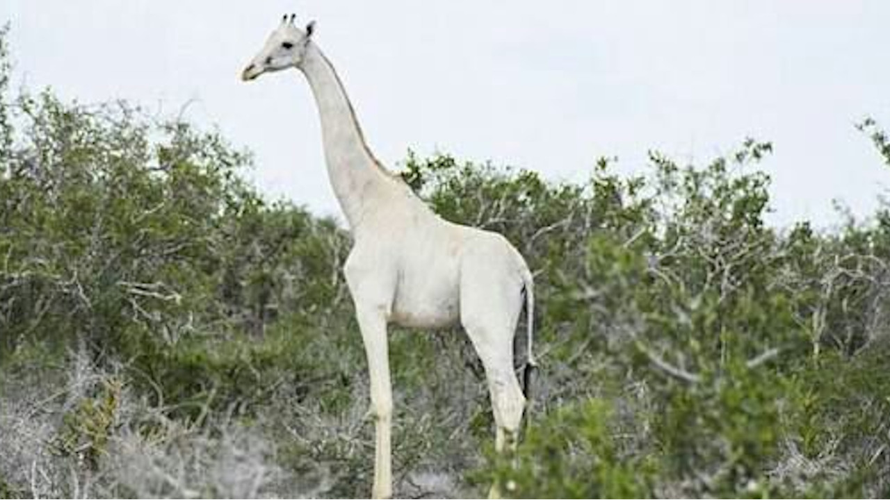 Última girafa branca da espécie recebe rastreador GPS no Quênia
