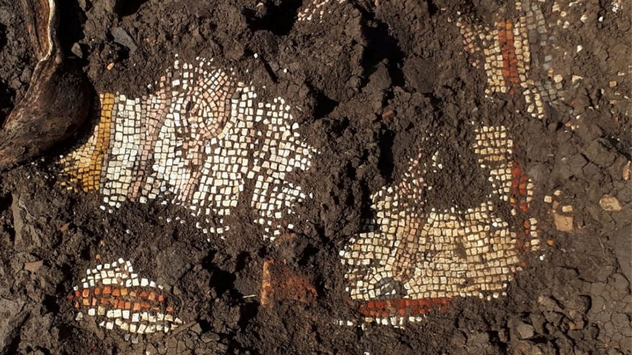 Mosaico do período romano é encontrado em sinagoga de Golã