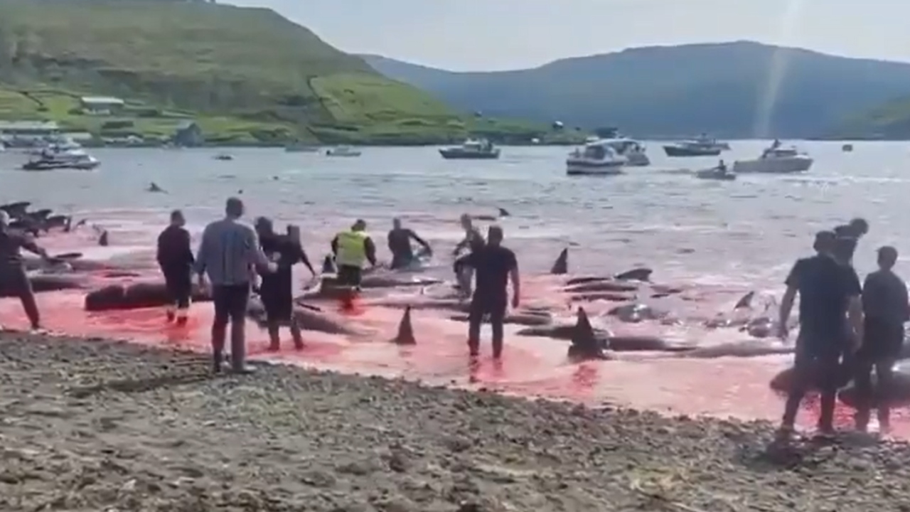 Temporada de caça: Ilhas Faroe registra mais de 500 mortes de animais aquáticos