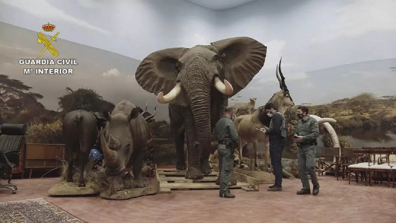 Avaliada em R$ 140 milhões: coleção particular de animais empalhados é apreendida na Espanha