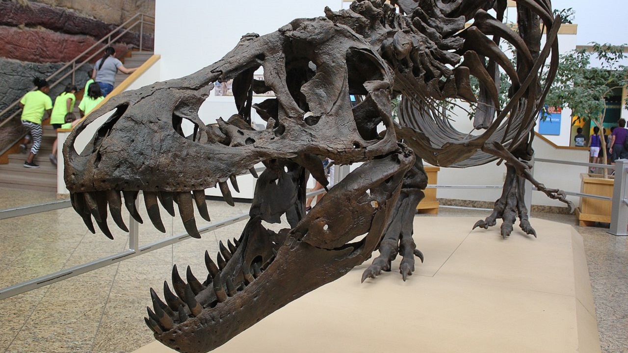 176 milhões de reais: fóssil de T-Rex é vendido por preço recorde em leilão