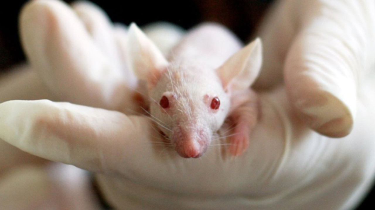 Testes em camundongos apontam que droga experimental pode reverter problemas de memória