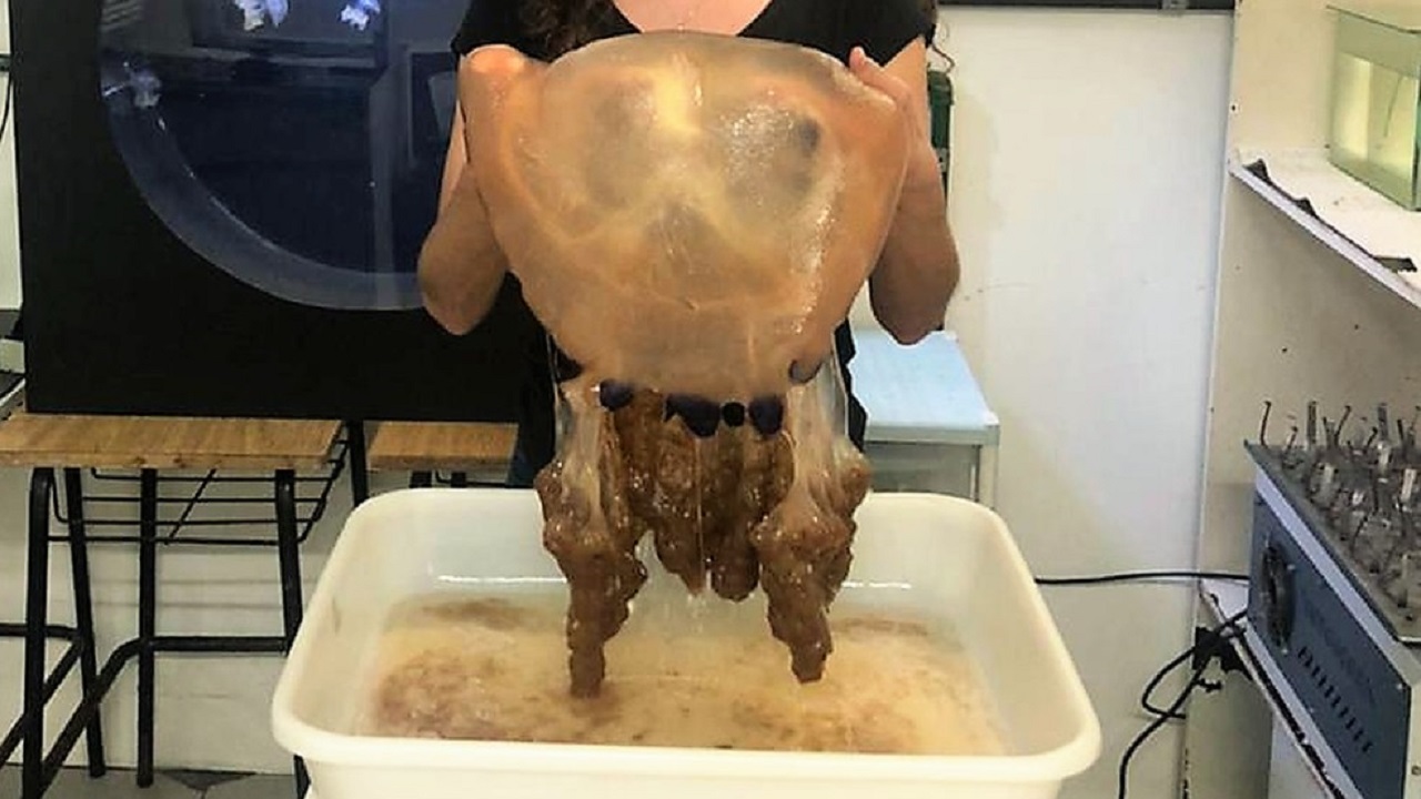Gigante de 4,6 quilos: Pesquisadores encontram água-viva enorme em SC