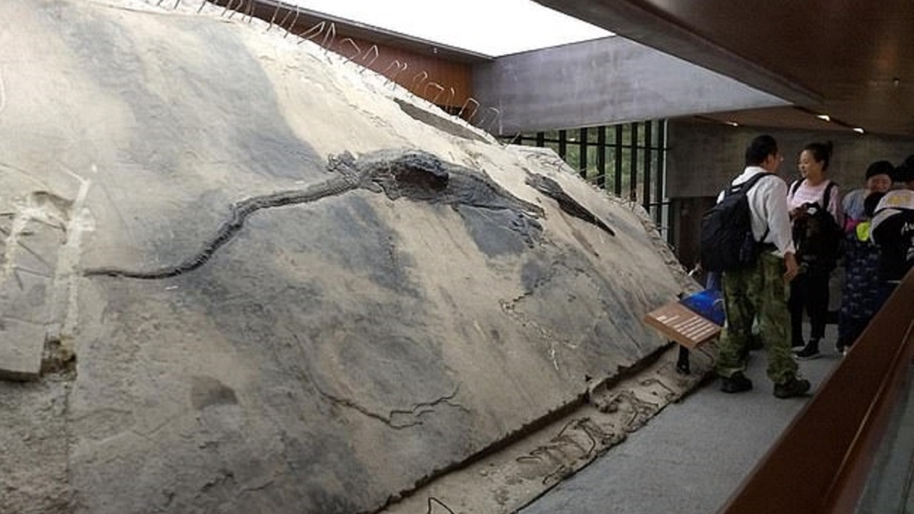 Monstro marinho que viveu há 230 milhões de anos é desenterrado com réptil em sua barriga