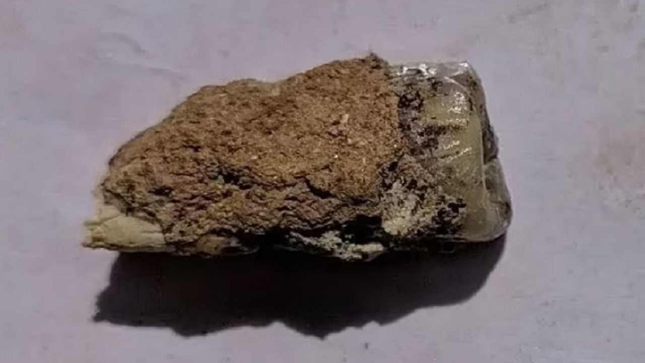 Dente de 1,8 milhão de anos é encontrado na Geórgia