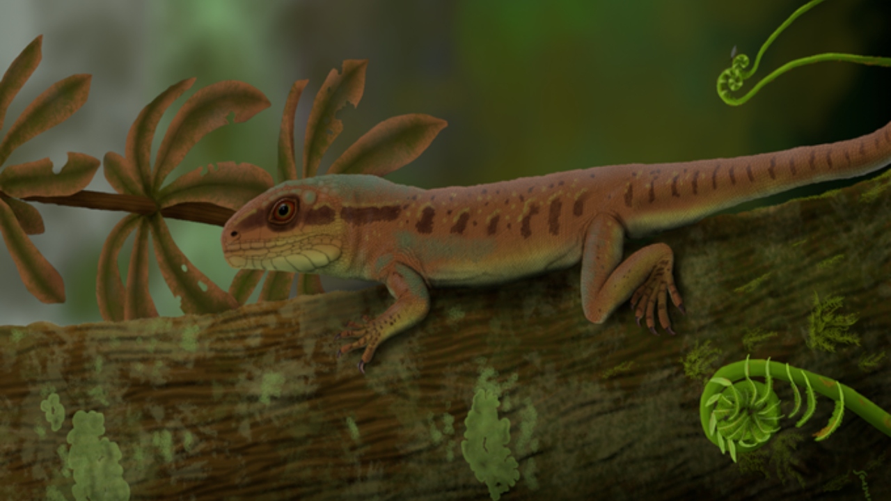 Pneu de carro fura e pesquisadores descobrem nova espécie de réptil que viveu antes dos dinossauros no Piauí
