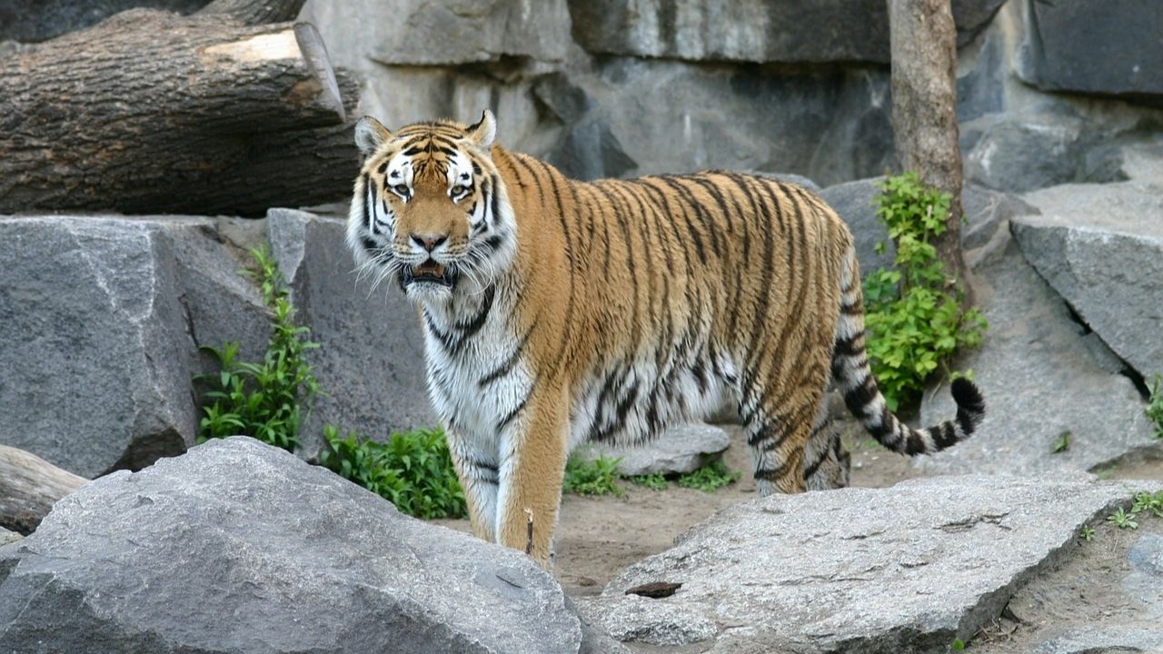 Tigres matam tratador em fuga de zoológico e causam caos em cidade na Indonésia