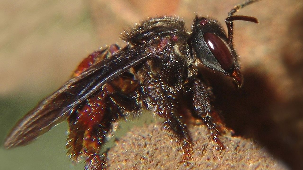 Estudo investiga ‘abelhas abutres’, que se tornaram carnívoras e comem carne podre