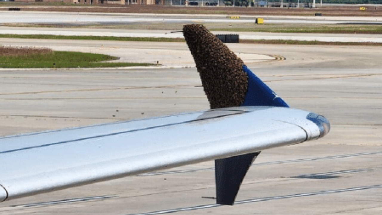 Estados Unidos: Abelhas pousadas em asa de avião atrasam voo