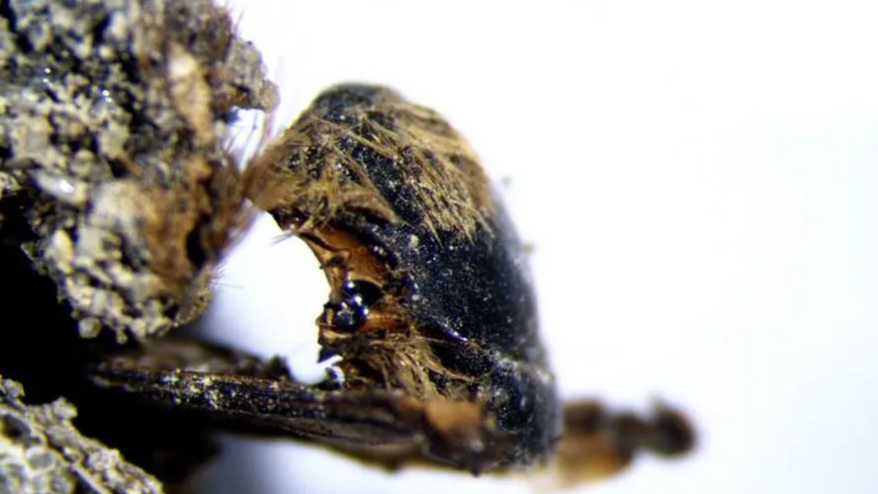 Abelhas mumificadas de 3 mil anos revelam mistérios ecológicos em Portugal