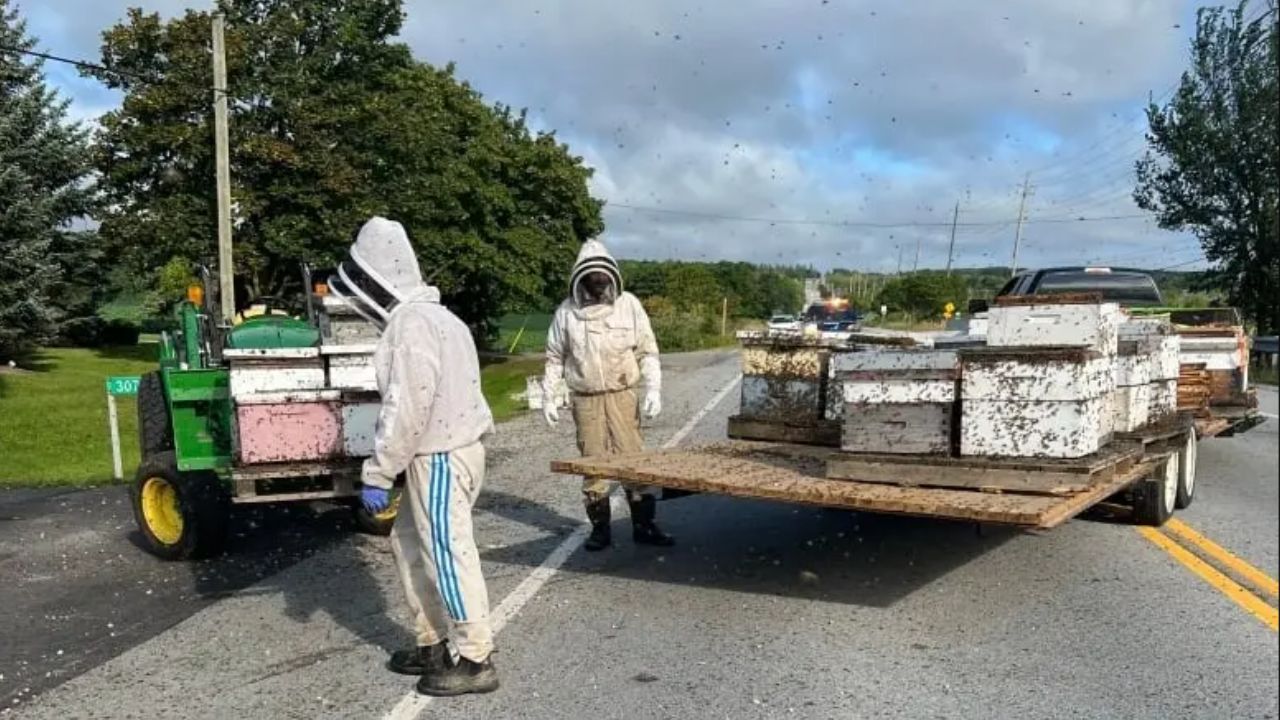 Após acidente, 5 milhões de abelhas caem de caminhão no Canadá