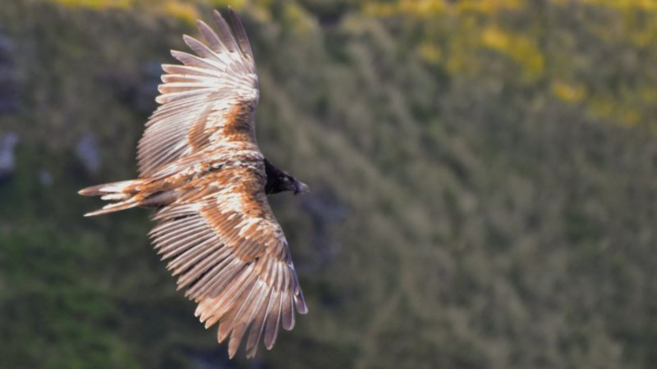 Enorme abutre dos Alpes intriga cientistas no Reino Unido
