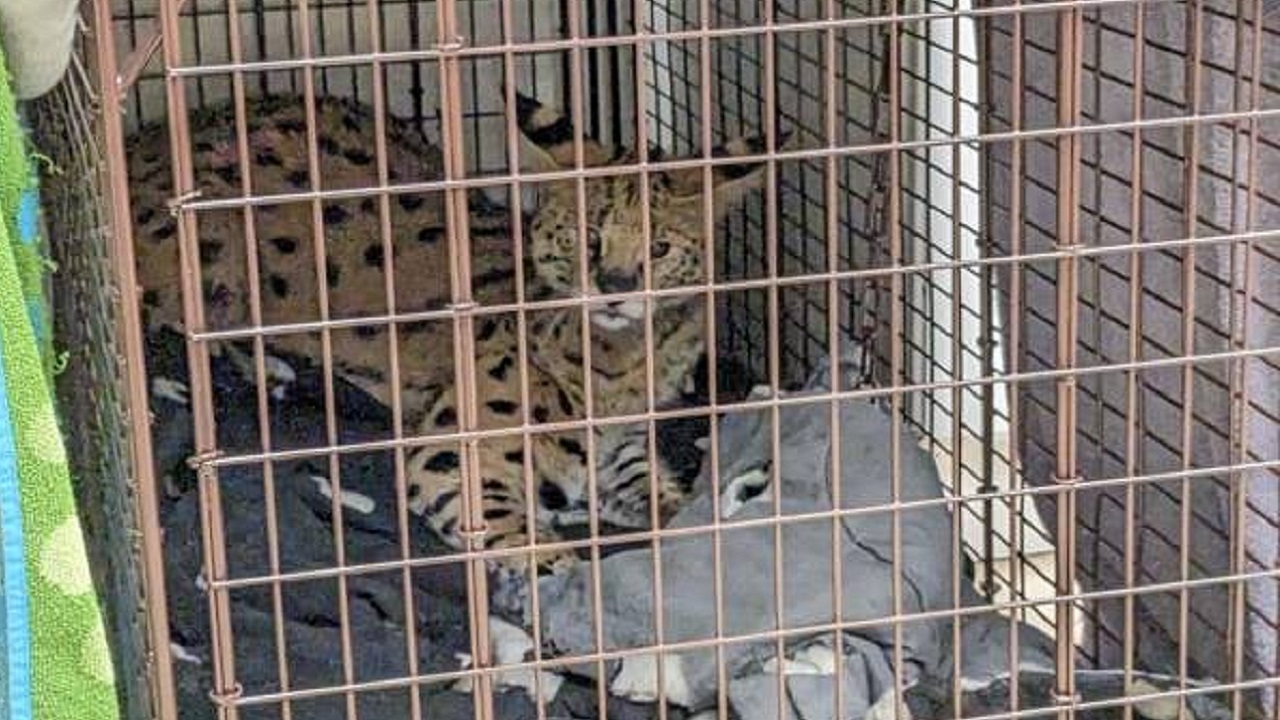 Polícia norte-americana resgata felino selvagem ilegal com cocaína em seu organismo