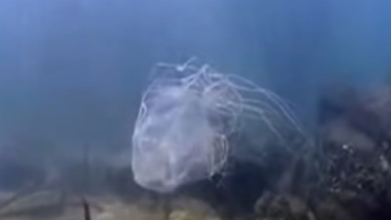 Austrália: Garoto de 14 anos é ferido por água-viva e não resiste