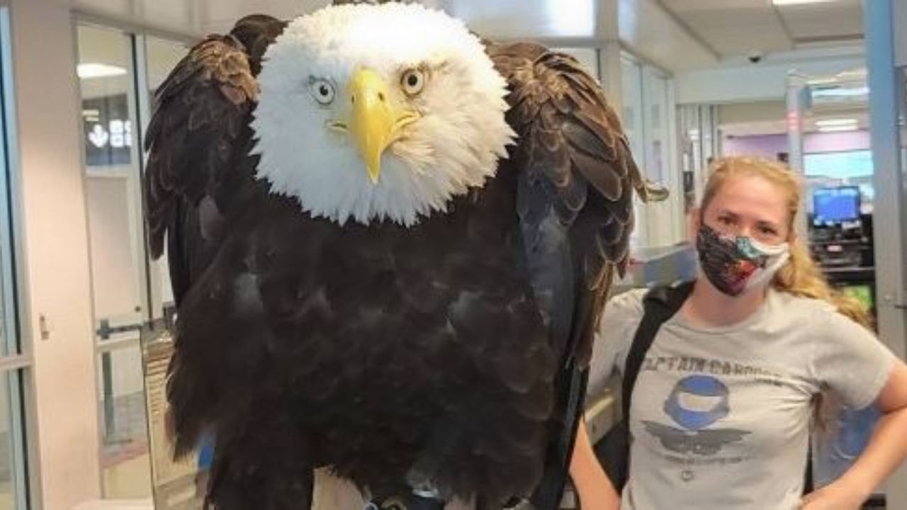 Em aeroporto, águia americana é ‘revistada’ e viraliza nas redes sociais