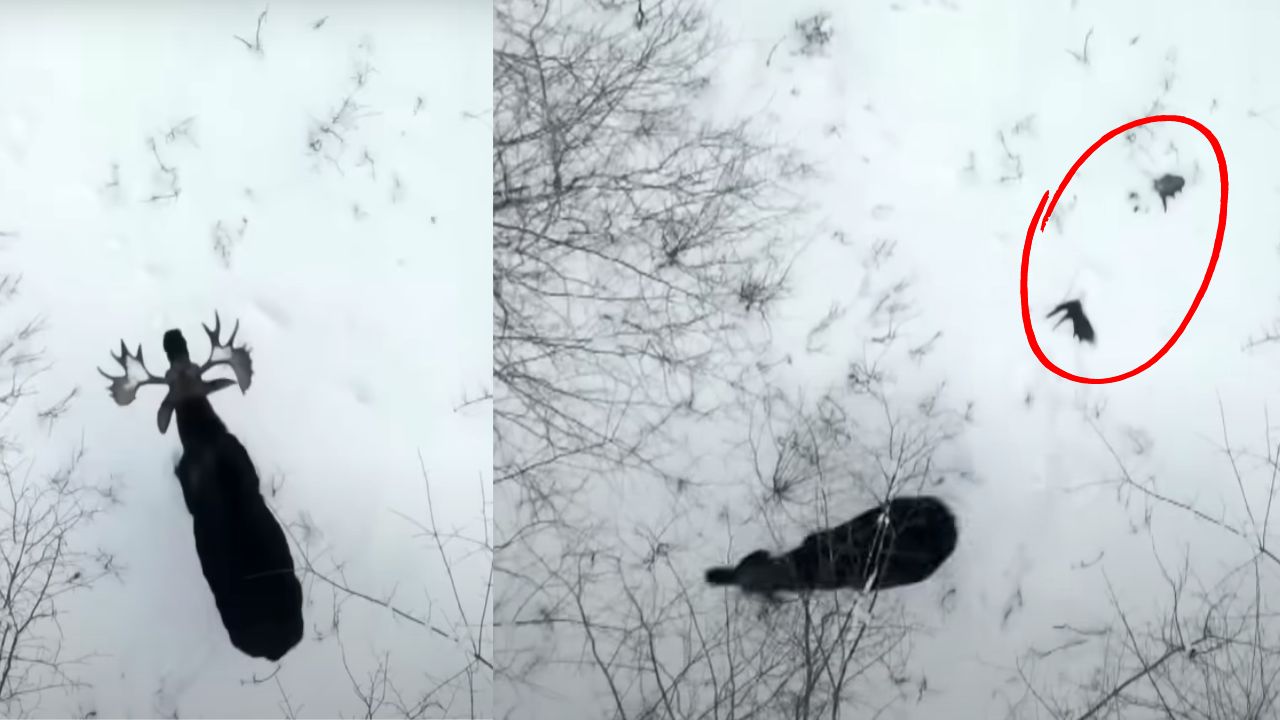 Vídeo registra raro momento de alce perdendo os chifres