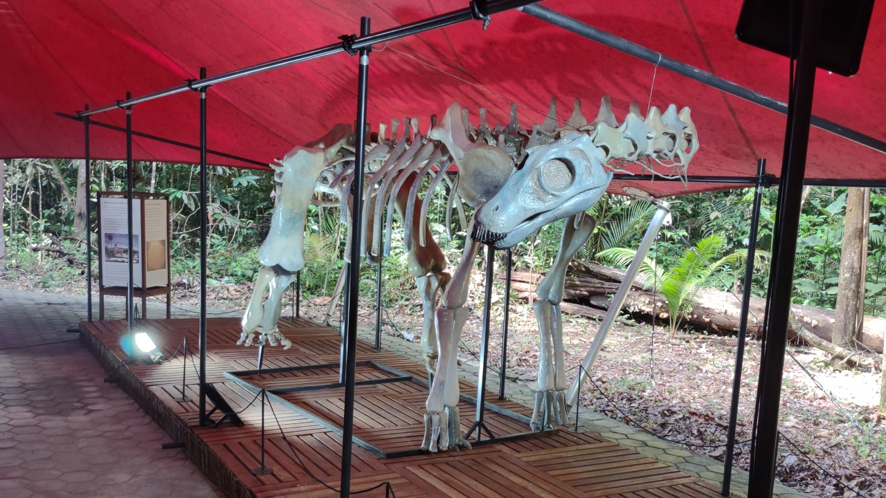 Museu da Amazônia apresenta reprodução do maior crocodiliano do mundo