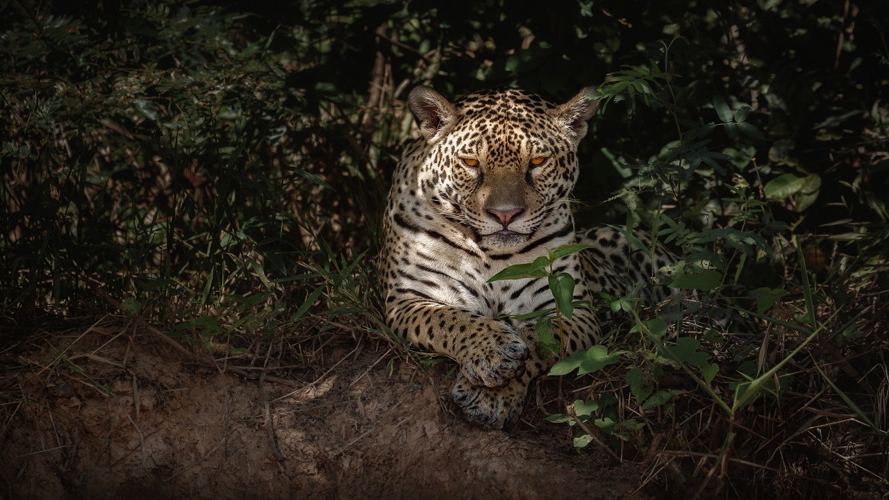 No Ceará, onça-pintada e outros 3 animais ‘estão provavelmente extintos”, revela Secretaria