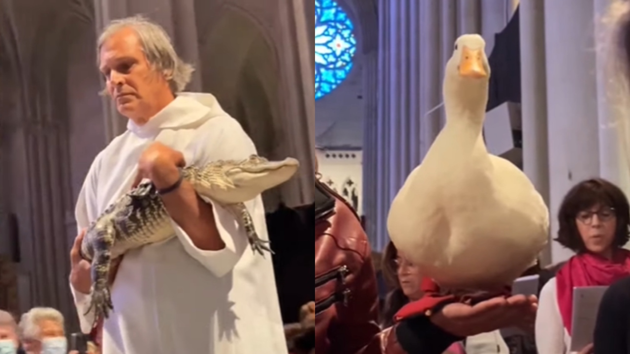 EUA: Catedral de Nova York recebe cachorros e até camelos para serem abençoados