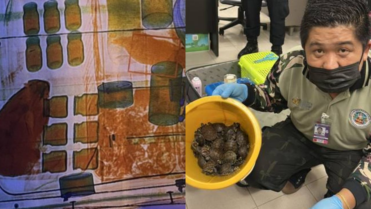 Mulheres tentam embarcar em voo com 109 animais vivos na Tailândia