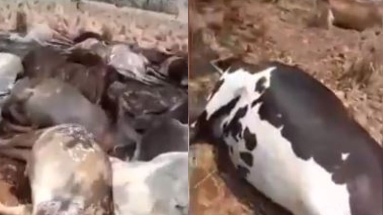 Produtor rural encontra 40 vacas mortas e alega incidente por queda de raio