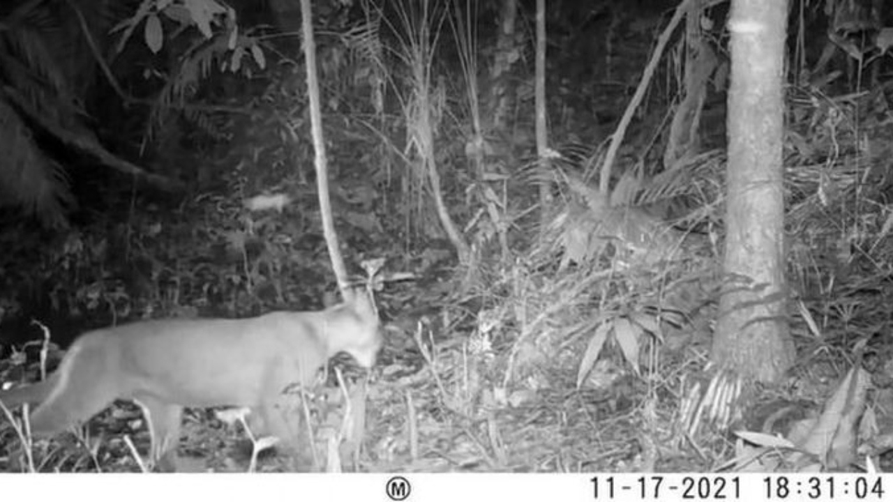 Onça-parda é vista em área onde era considerada extinta no Rio