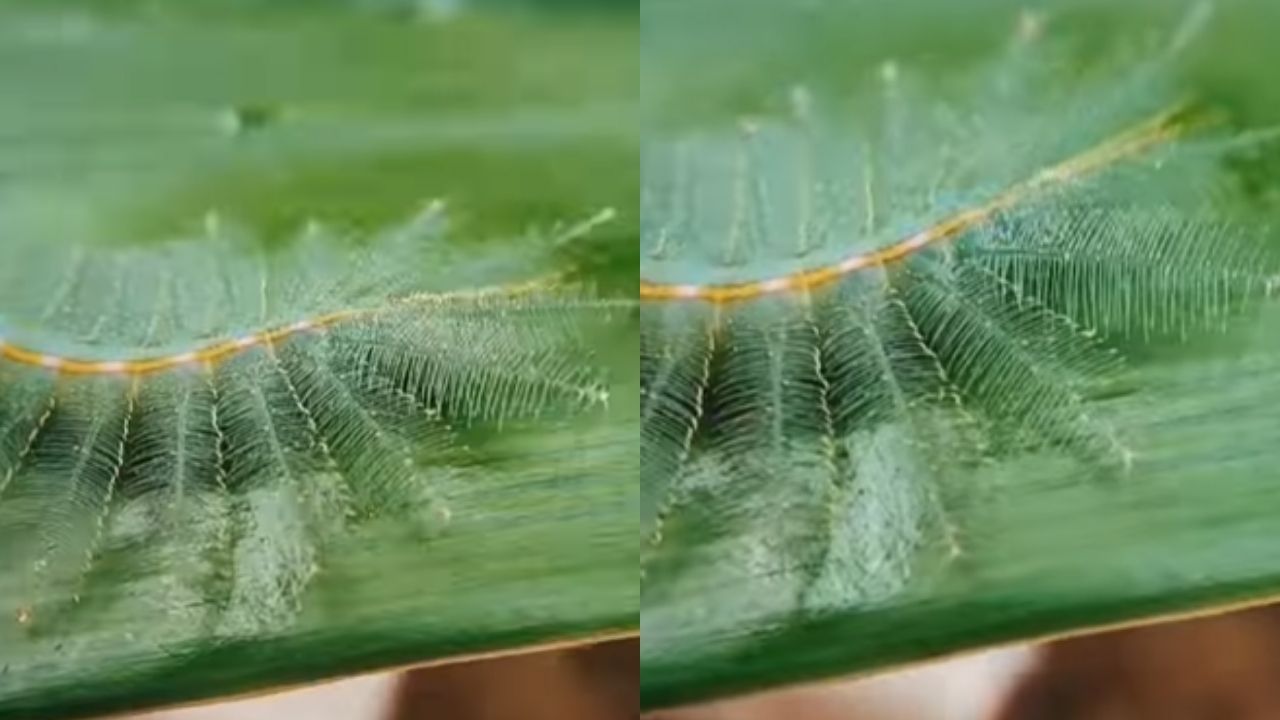Animal que parece folha de planta chama atenção de internautas