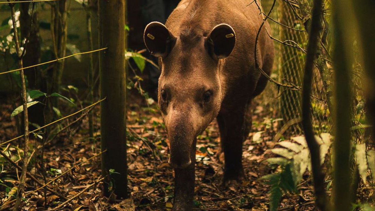 Anta nasce em reserva onde espécie estava extinta há mais de 100 anos