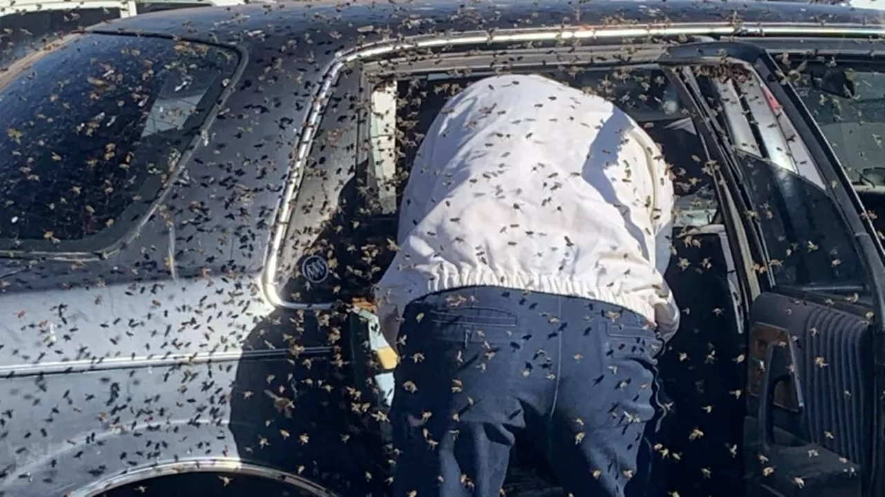 Milhares de abelhas invadem carro em supermercado nos Estados Unidos