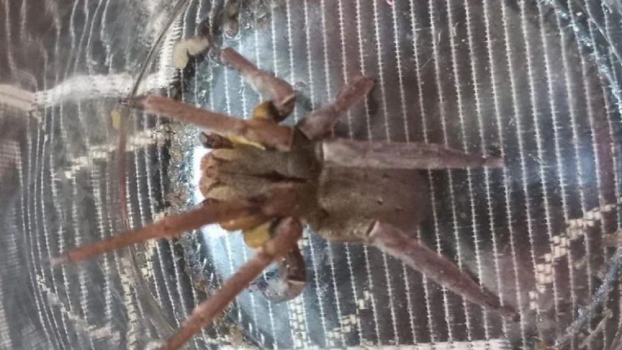 Aranha mais perigosa do planeta, de tamanho ‘gigante’, é capturada em Santa Catarina
